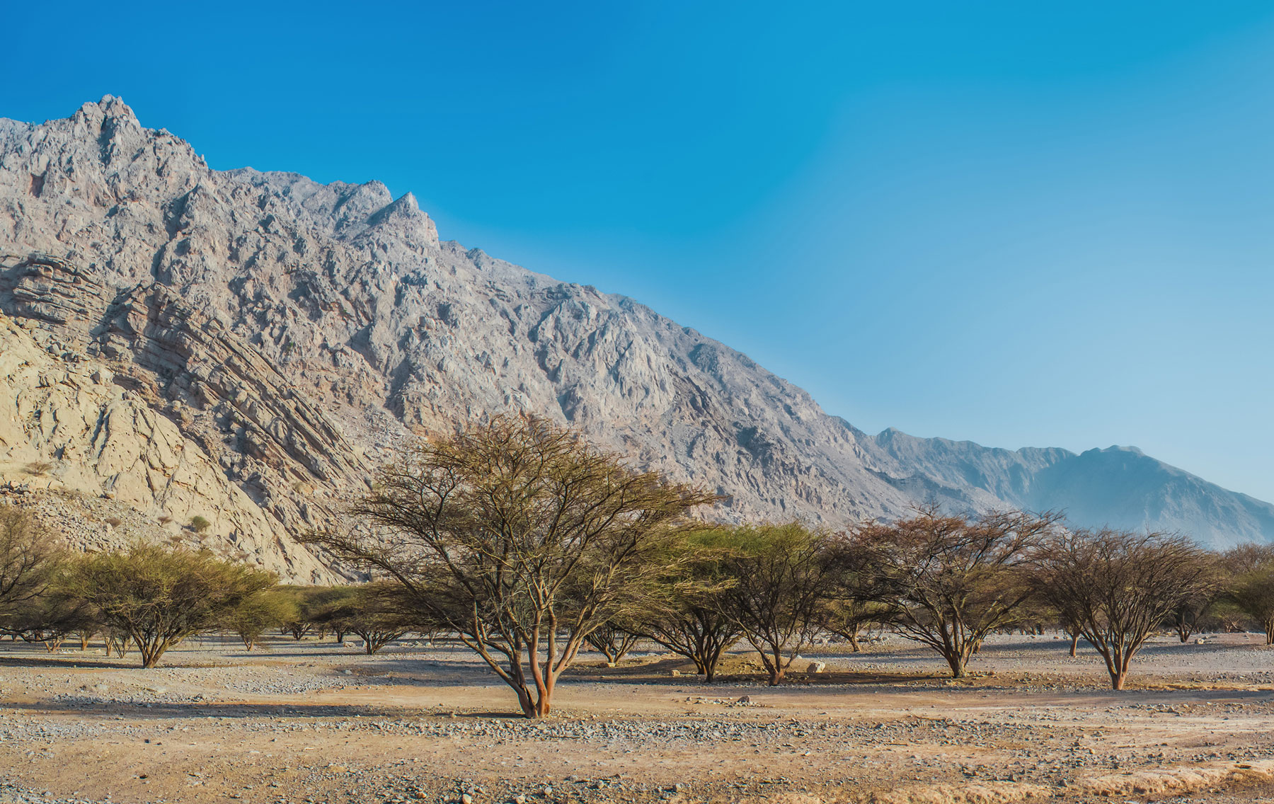 Desert Leaves reforestation project