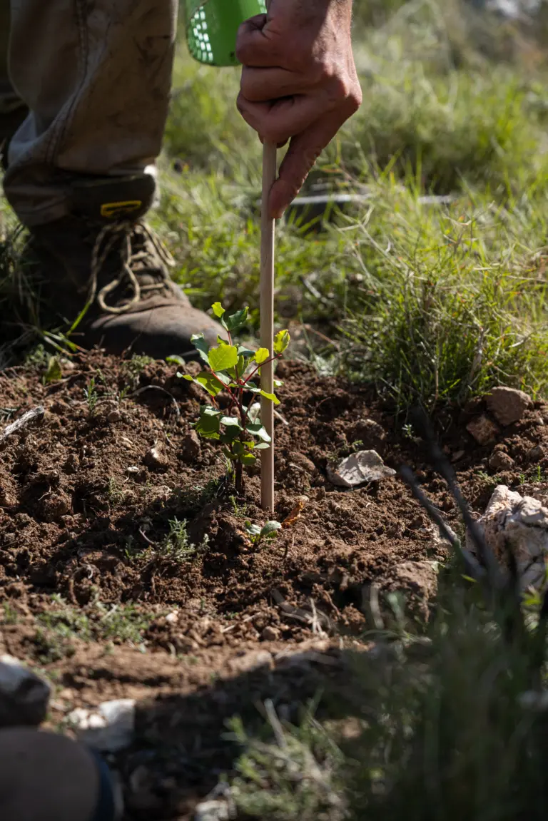Our team working on reforestation
